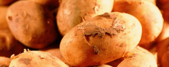 马铃薯的种植方法和时间 马铃薯种植方法和时间