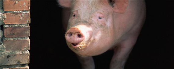 哺乳母猪饲养管理的注意事项（哺乳母猪管理要点）