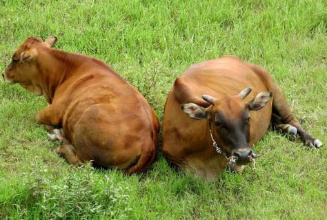 提高黄牛繁殖力的技术（黄牛的繁殖方式有什么特点?）
