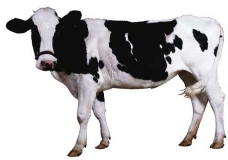 奶牛冬季防冻害技术 奶牛冬天乳房保护