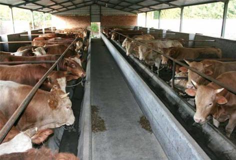 肉牛常见疾病防治方法（肉牛健康养殖与疾病防治宝典）