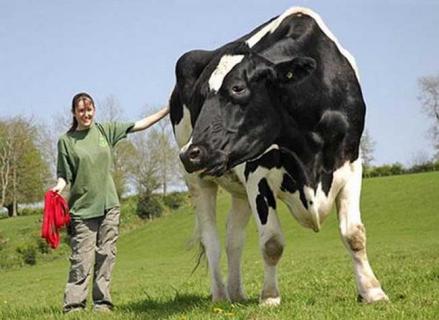 世界上最大的奶牛有多重（世界上最小的奶牛是什么牛）