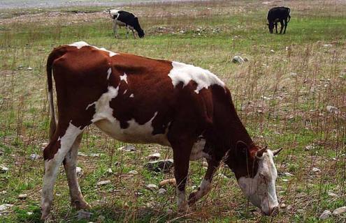 冬季奶牛的高效养殖技术 奶牛的养殖基本技术
