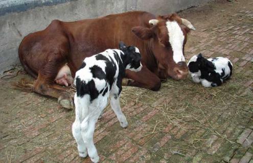 奶牛繁殖技术 奶牛繁殖技术与繁殖管理