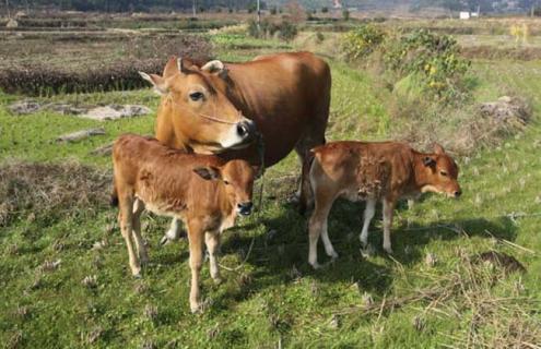 母牛不孕症的治疗方法 中药治疗母牛不孕不育的配方