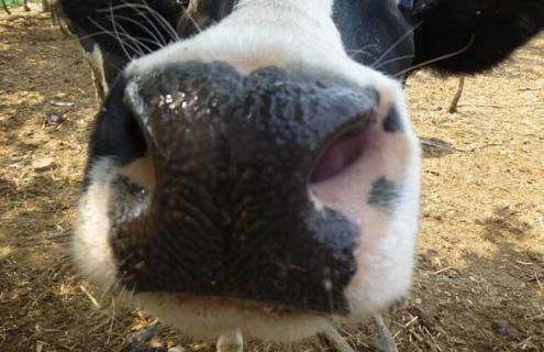 牛鼻出血的治疗方法 牛鼻子出血快速止血