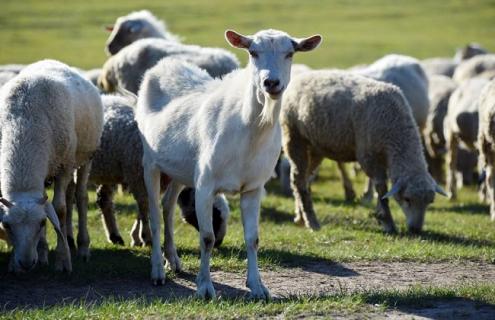 牛羊口蹄疫症状及防治方法 牛羊口蹄疫的症状
