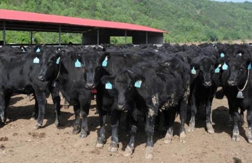 肉牛六大常见疾病大全 肉牛的疾病有哪些