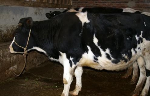 奶牛配种不孕怎么治疗 母牛屡配不孕怎么治疗