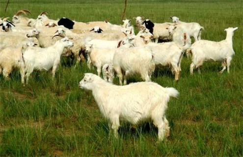 养羊避免近亲繁殖的方法（如何避免羊近亲繁殖）