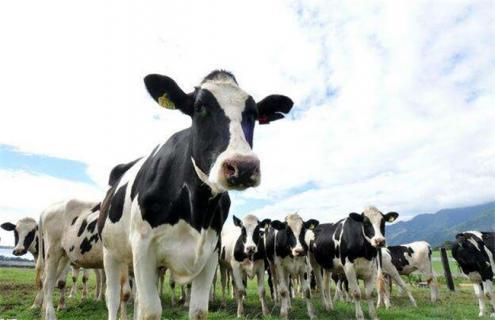 奶牛养殖常见的几大误区 奶牛好养殖吗
