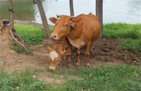 母牛常见流产原因（母牛流产表现）