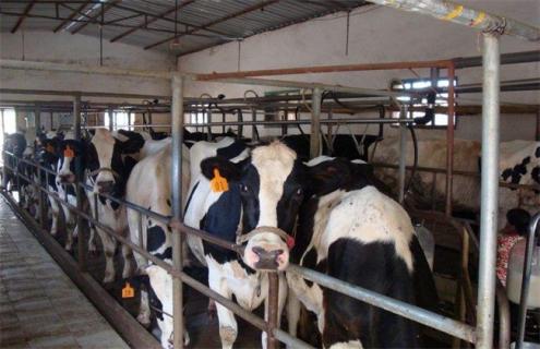 夏季奶牛养殖注意事项 养殖奶牛需要注意什么