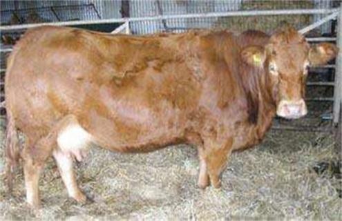 母牛妊娠期的饲养管理技术（母牛妊娠后期管理）