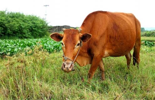 如何提高黄牛的繁殖性能 黄牛繁殖改良实用技术