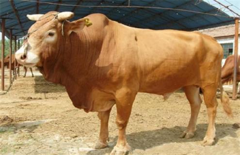 鲁西黄牛犊该怎么管理 鲁西黄牛牛犊子价格