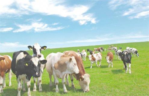 秋季养殖奶牛的管理方法 奶牛冬季饲养管理