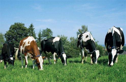 奶牛养殖比较麻烦的几个点 奶牛养殖的风险点