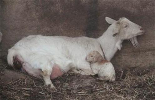 母羊配种注意事项 母羊配种前打什么疫苗