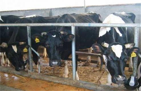 奶牛冬季饲养管理技术要点（冬季奶牛的饲养管理）