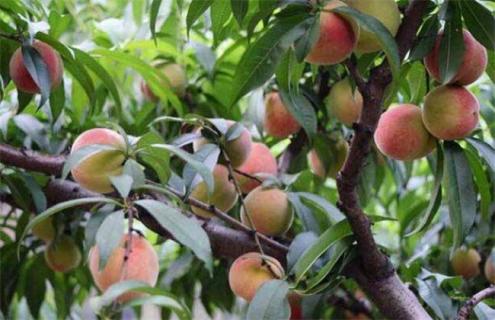 桃树盛果期管理要点 桃树的果期管理