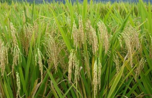水稻亩产量多少 水稻亩产量一般多少