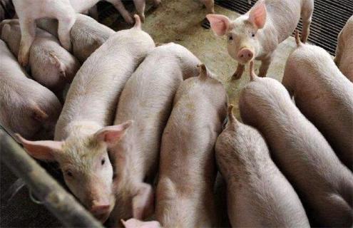 如何降低 养猪 成本