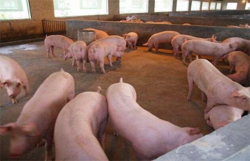 生猪养殖 经济效益低 原因