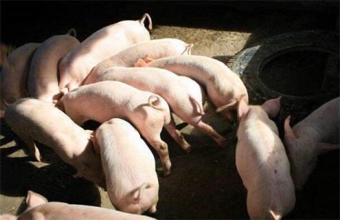 生猪养殖 经济效益低 原因