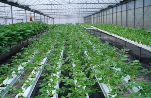如何提高 温室大棚 种植效益
