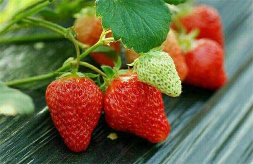 春季 草莓 怎样防旺长