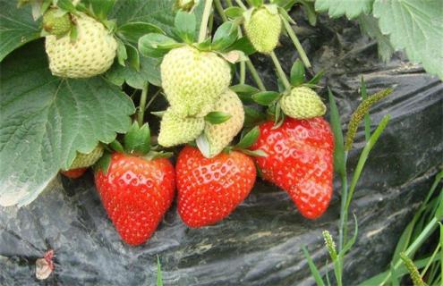 春季 草莓 怎样防旺长