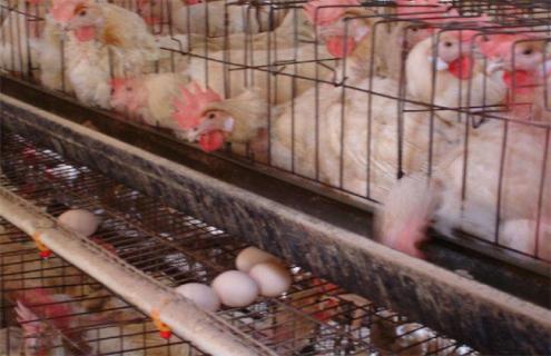 蛋鸡产白壳蛋的原因 蛋鸡产薄壳蛋软蛋白壳蛋是什么原因