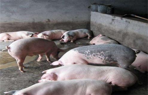 如何提高养猪的经济效益（如何提高生猪养殖效益）
