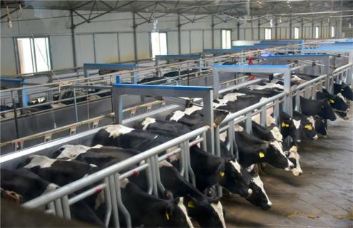 如何提高奶牛的养殖效益（如何提高奶牛场的经济效益）