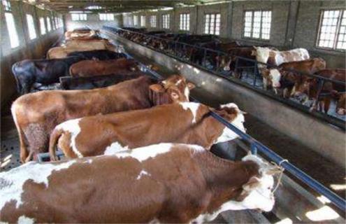育肥牛饲养管理技术（育肥牛养殖技术和管理）