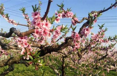 桃树 花期 可以浇水吗
