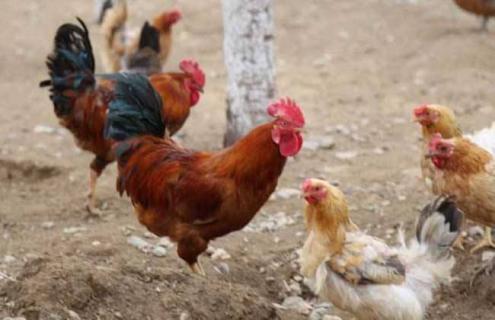 如何提高养鸡的经济效益 养鸡经济效益的计算