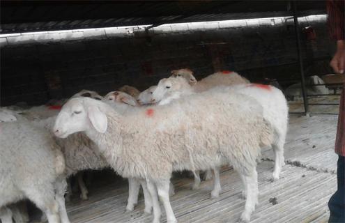 养10只母羊一年的利润（养10只母羊一年下来利润有多少呢?）