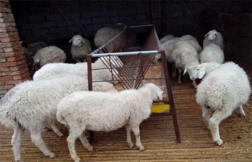 养10只母羊一年的利润 成本 效益