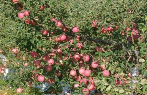 种植10亩苹果一年 成本 利润