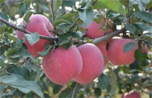 种植10亩苹果一年 成本 利润