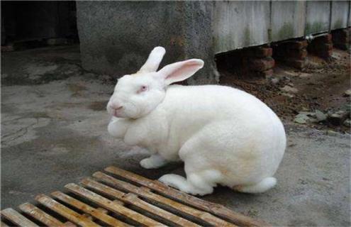 养10只獭兔一年 成本 利润