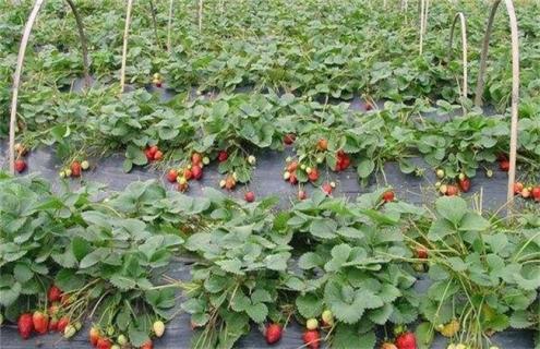 10亩草莓 投资多少 多少利润