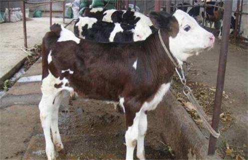 如何提高奶牛繁殖率 如何提高奶牛的产奶量