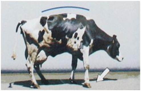 奶牛跛足原因及预防方法 奶牛跛行的原因