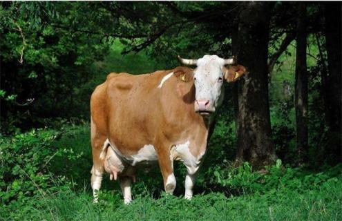 母牛流产防治措施 母牛有流产前兆怎么补救