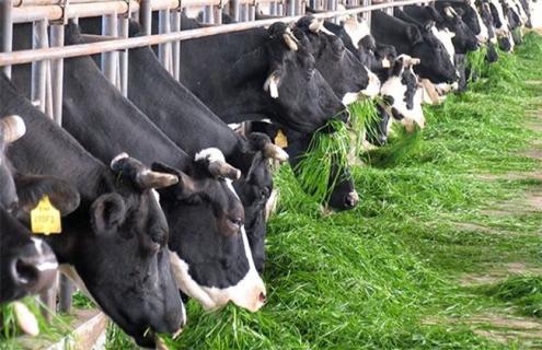 奶牛围产期饲养管理（奶牛围产前期的饲养管理）