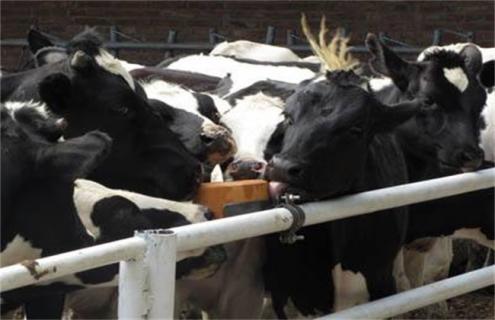 奶牛养殖技术问题 奶牛养殖存在的问题