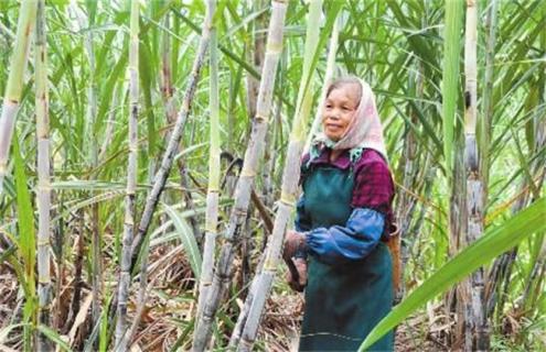 甘蔗种植为什么剥叶（甘蔗为什么要剥叶子有什么好处吗）